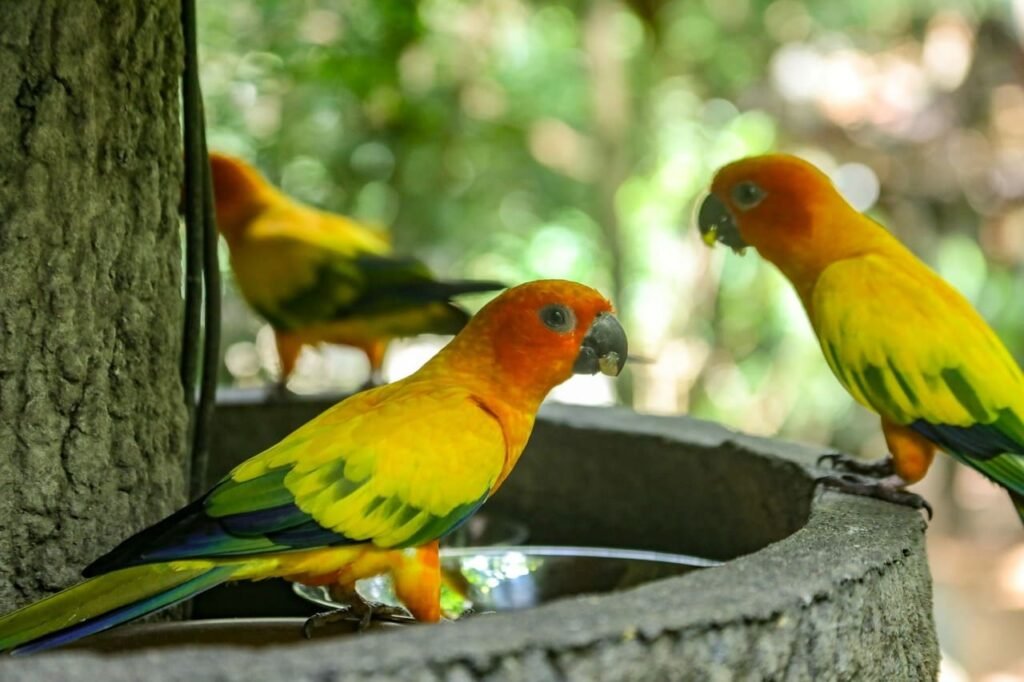 Jurong Bird Par