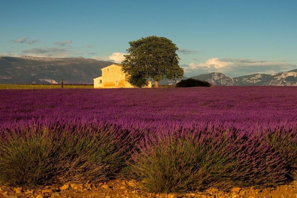 provence lavender fields